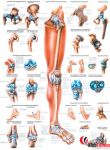 Anatomia człowieka KOŃCZYNA DOLNA CZŁOWIEKA poster 70x100cm