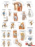 Anatomia człowieka STAWY I WIĘZADŁA CZŁOWIEKA poster 70x100cm