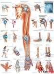 Anatomia człowieka KOŃCZYNA GÓRNA CZŁOWIEKA poster 70x100cm