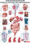 Anatomia człowieka PRZEWÓD POKARMOWY poster 70x100cm język polski