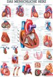 Anatomia człowieka SERCE CZŁOWIEKA poster 70x100cm język polski